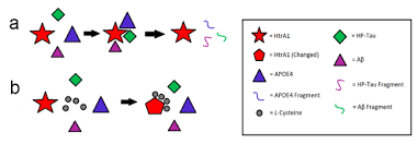 Trong lúc sạc điện thì xảy ra sự cố, một người đàn ông ở trung quốc đã bị nhốt trong chiếc tesla model 3. The Effects Of L Cysteine On Alzheimer S Disease Pathology In Apoe2 Apoe3 And Apoe4 Homozygous Mice