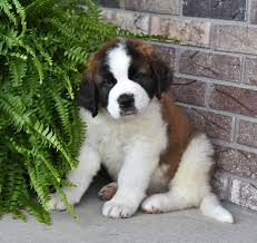 Pin By Alba On Good Boys Super Cute Puppies Cute Dogs And Puppies St Bernard Puppy