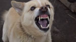 We did not find results for: Angry Dogs Sond Mp3