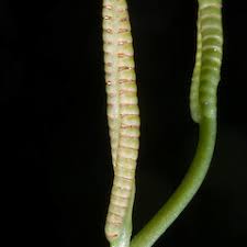 Image result for Ophioglossum reticulatum