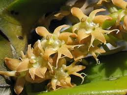 Image result for Tridactyle bicaudata