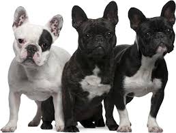 Resultado de imagen de bulldog frances FOTOS