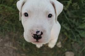 50 Best Dogo Argentino Dog Names Dogo Argentino Dog Dog Names Dogo Argentino