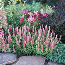 How to Plant and Grow Veronica