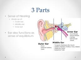 The inner ear are generally consists of a pair of parts: Ear Anatomy And Functions Anatomy Drawing Diagram
