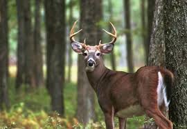 Learn vocabulary, terms and more with flashcards, games and other study tools. Virginia Basic Hunter Education Course