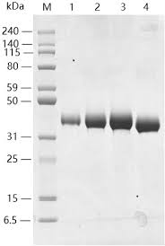 This chapter will give you the inspiration to be kind to others and help them disinterestedly. Sars Cov 2 Spike Protein Rbd His Avi Tag Protein Genscript