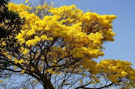 Maybe you would like to learn more about one of these? The Summer Of Gold How The Yellow Cortez Tree Can Change Belize Yellow Blossom Tree Belize Tree