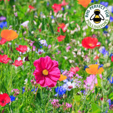 Free postal chlamydia test (for under 25's). 100 Wildflower Seeds Bees Butterfly Mix Gardening From Gardeners Dream Uk