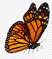 Best kawaii pixel gifs find the top gif on gfycat. Monarch Monarch Butterfly Transparent Hd Png Download 2000x2000 1702606 Pngfind