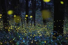 See more of firefly park resort, bukit belimbing, kuala selangor, malaysia on facebook. Kuala Selangor Fireflies Tour Long Exposure Photos Time Lapse Photo Long Exposure Photography
