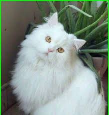Link pembelian produk kf : Wallpaper Gambar Kucing Anggora Lucu Imut