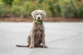 The finding the right yellow lab puppy can be dog gone hard work. Silver Lab Your Guide To The Silver Labrador Retriever