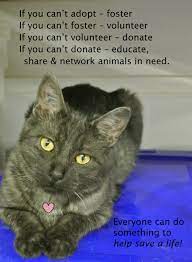 Pin On The Greater Birmingham Humane Society Auxiliary