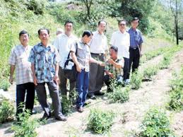 He drink sabah snake grass juice after breakfast every day. Sabah Snake Grass Herbal Cancer Treatment Hubpages