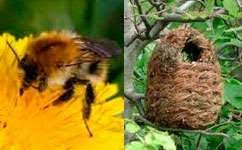 At this time they can often be seen investigating a variety of different places for potential nesting sites. Bumblebee Nest Boxes Don T Work