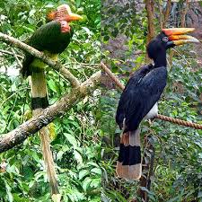 Enggang borneo kemos / enggang borneo kemos white crowned hornbill wikipedia the global community for designers and creative professionals freakingschwarz myself. Enggang Borneo Kemos Enggang Borneo Kemos Enggang Borneo Kemos Sound Of A Hornbill Pahang Hornbill Sound Hornbill Youtube Dayak Borneo Colorful Pattern Background Jurnal Ekslusif Dengan Tema Enggang Borneo Asli Indonesia