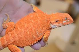 Baby Black Bearded Dragon For Sale Females Carolina Classic Dragons Bearded Dragon Bearded Dragon Colors Red Bearded Dragon