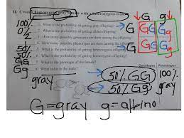 In the classical monohybrid cross each gene has two from punnett square in the offspring we have genotype ratio and probability: Gretchen Jacobs Showme