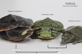 I know care varies depending on the kind of turtle, so i really need to know.what i know is that he needs some kind of salt in his water, and he has 11 scutes on his belly. A Day In The Life Of A Turtle Lab The Node