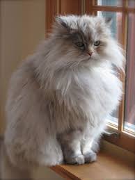 Persian mix kittens, very colorful litter! Persian Cat Mixed With Maine Coon Persian Cats For Adoption
