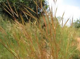 Image result for Andropogon