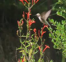 Image result for Anisacanthus