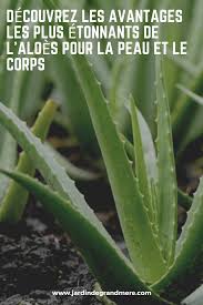 Decouvrez Les Avantages Les Plus Etonnants De L Aloes Pour La Peau Et Le Corps Aloes Plante Aloes Aloe Vera Bienfaits