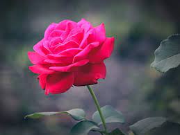 See rose flower stock video clips. Royalty Free Rose Photos Free Download Pxfuel