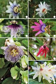 Image result for Passiflora caerulea