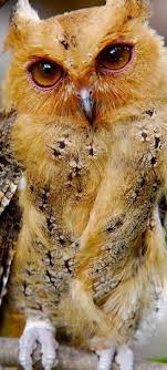 Bird That Sounds Like An Owl False A Rare Red Owl Owl Owl Pictures Birds