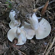 Image result for Clitocybe multiceps