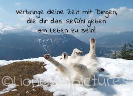 Spruche Aufmunterung Lioness Pictures Webseite