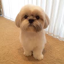 Know These Things If You Plan To Own A Cute Shih Tzu Shih Tzu Daily Shih Tzu Haircuts Shih Tzu Grooming Dog Grooming Styles