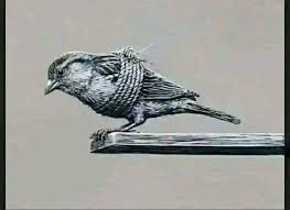 I can't grow my wings." Its a phrase that's metaphorical ...