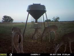 Maybe you would like to learn more about one of these? Boss Buck Gravity Protein Deer Feeder Cabela S