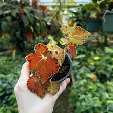 Image result for Begonia pulcherrima