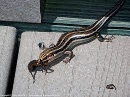 Common Five Lined Skink Eating A Spider Walter Sanford S Photoblog