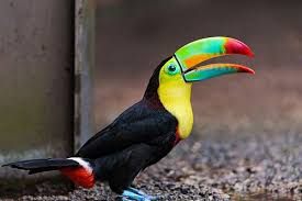 Bird With Long Colorful Beak Toucan On The Ground Colorful Animals Bird Species Colorful Birds