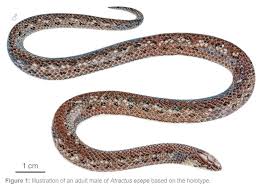 Image result for Atractus zgap