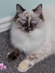 An early diagnosis is vital to prevent premature death. Himalayan Lynx Ragdoll Novocom Top