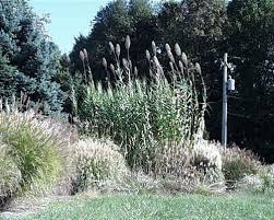Image result for Arundo donax