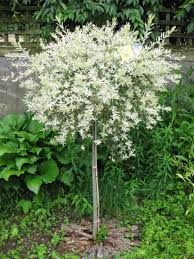 The dappled willow tree is a stunning addition to any property. June 2012 Newenglandgardenandthread Garden Tours Lawn And Garden Pocket Garden