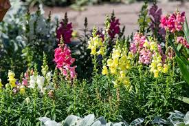 Image result for Antirrhinum