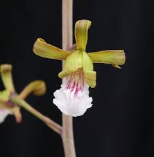 Image result for Eulophia petersii