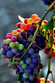 Bacchanalian Adj From Bacchus Roman God Of Wine Definition Jovial Or Wild Rainbow Grape Grapes Fruit