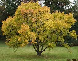 amur maple acer ginnala arbre de jardin planter des arbres petit arbre