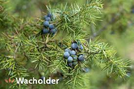 It is produced predominantly in westphalia, emsland, lippe, and the rhineland. Wacholder Anwendung Wirkung Inhaltsstoffe Heilpflanze Juniperus Communis Das Grosse Deutsche Bach Bluten Portal