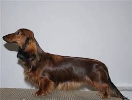 Image result for jezevčík hladkosrstý