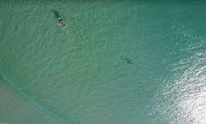Five Beaches In Perth Western Australia Have Deployed Drones As Lifeguards To Prevent Shark Attacks Australia Beach Shark Attack Western Australia Shark